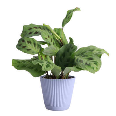 Thorsen's Greenhouse Live Green Prayer Plant in Ruffle Pot, 4-inch Diameter