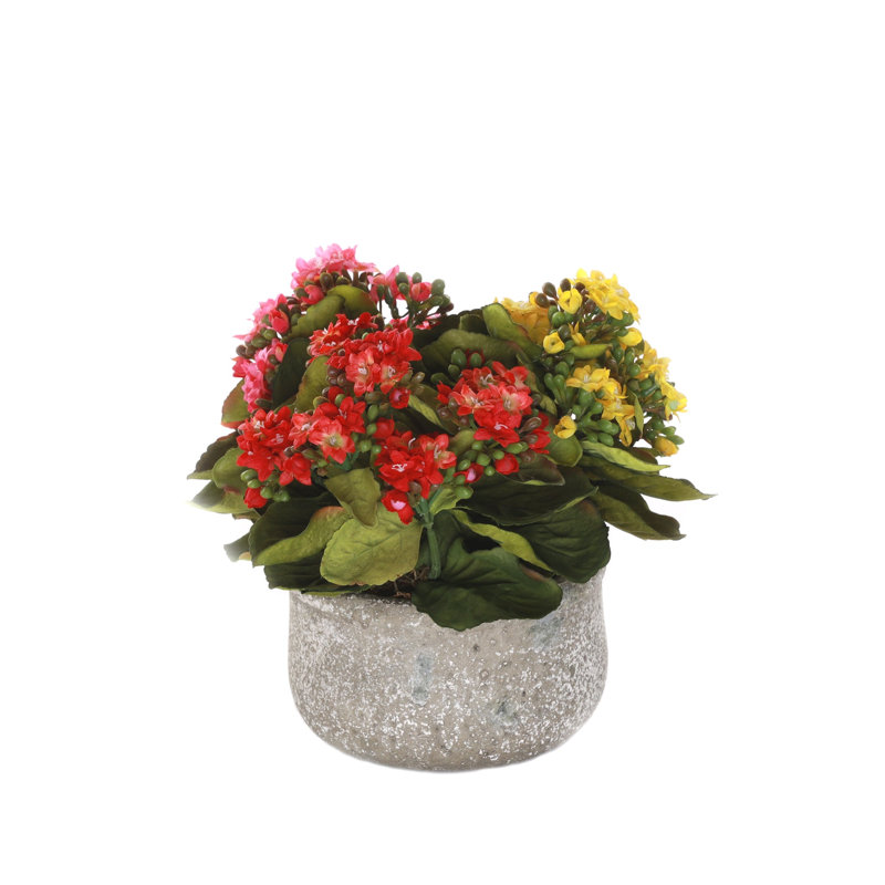 Kalanchoe Flower Bushes Red Rose Yellow in Stone Round Pot, Red/Yellow/Pink
