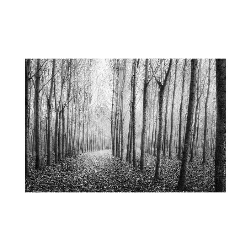 Autumn Mist by George Digalakis - Wrapped Canvas Print, 66.04 cm H x 45.72 cm W