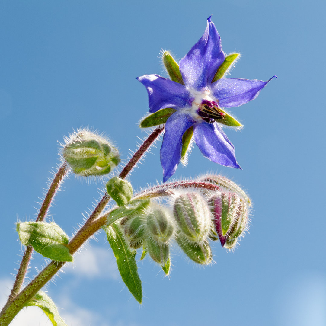 Starflower Blossom in Sunlight - Wrapped Canvas Photograph