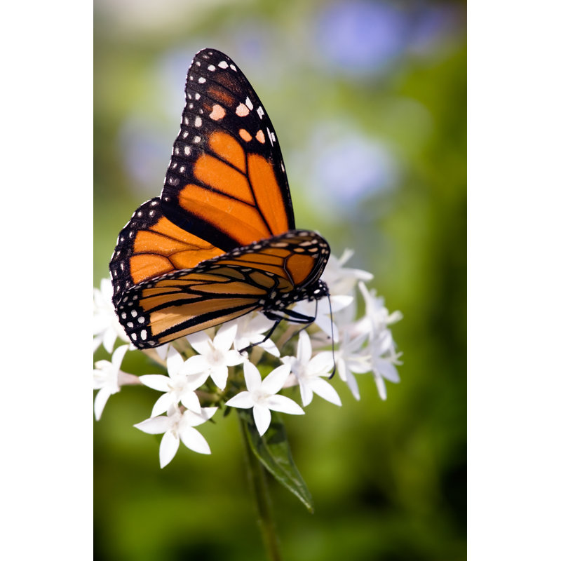 Monarch Butterfly - Wrapped Canvas Print, 46cm H x 30cm W x 3.8cm D