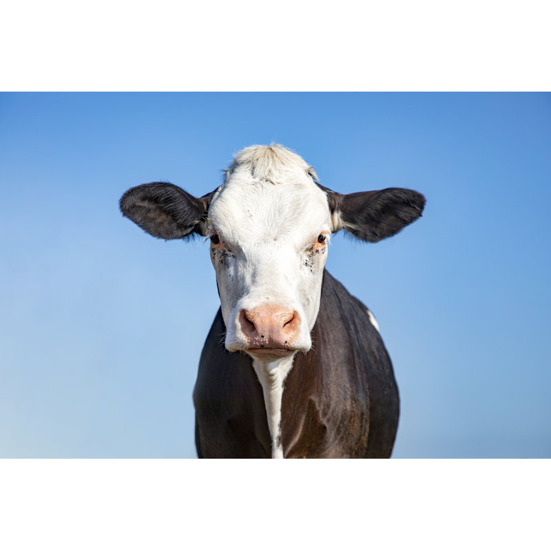 Black And White Cow, Grumpy Look, Pink Nose And As Background A Blue Sky - Wrapped Canvas Print, 30.48cm H x 45.72cm W