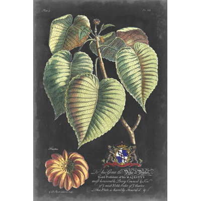 Dramatique royal botanique I