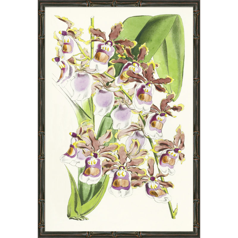 Yellow Orchids Giclee Print