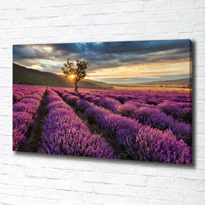 Lavender Field - Wrapped Canvas Print