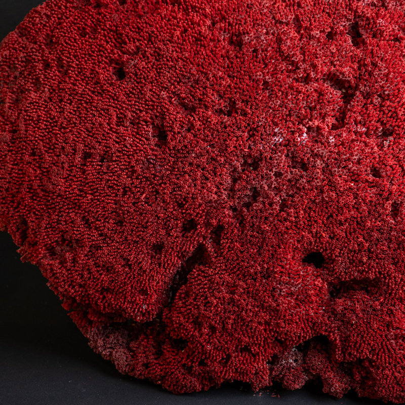 Genuine Large Red Pipe Organ Coral (26.5 Lbs)