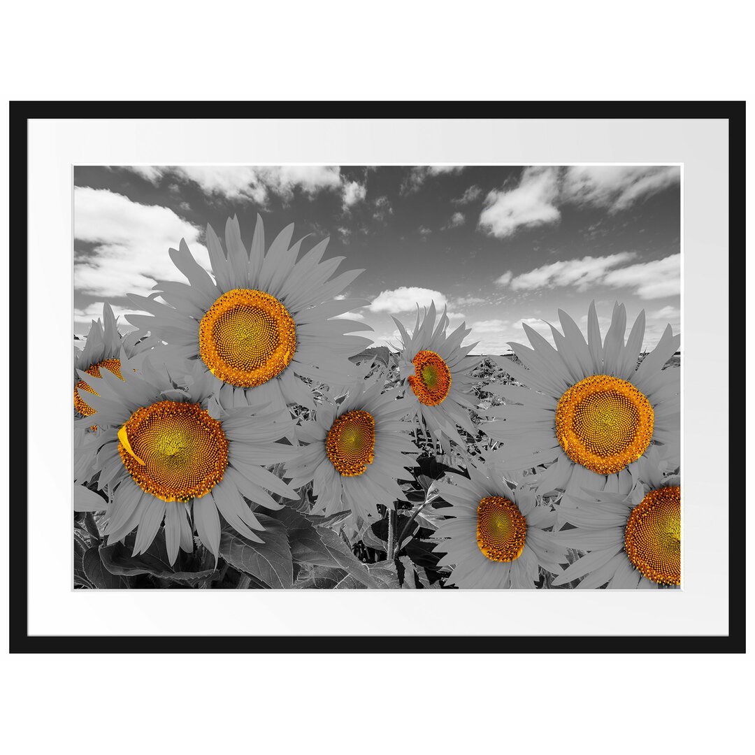 Gerahmtes Poster Tolles Sonnenblumenfeld