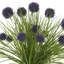 Allium Floral Arrangement in Decorative Vase-2003656206