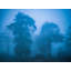 Trees In Himalayan Fog Print by Mark Paulda-71202982-132510978