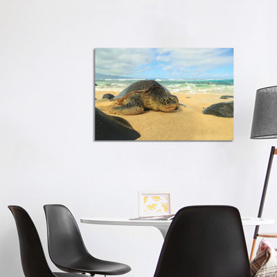 Green Sea Turtle (Chelonia Mydas), Pulled Up On Shore, Hookipa Beach Park, Maui, Hawaii, USA by Stuart Westmorland - Wrapped Canvas Gallery-Wrapped Canvas Giclée