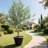 98" Artificial Tall Olive Tree in Pot