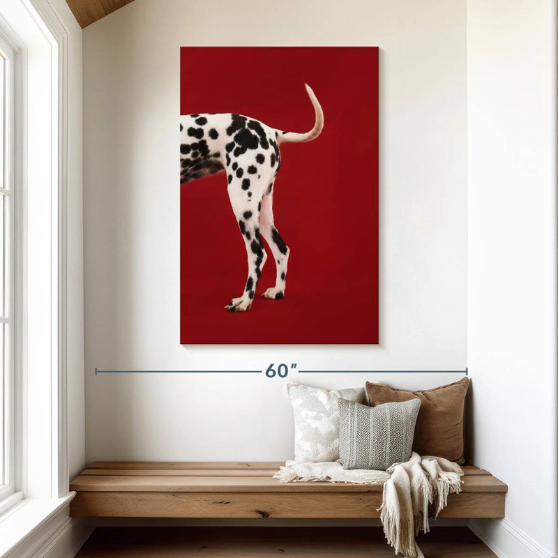 Queue dalmatienne, H 48 po x l 32 po