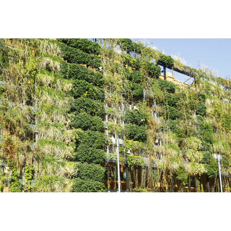 Lakissa Green Wall - Photographie sur toile tendue, H 32 po x l 48 po