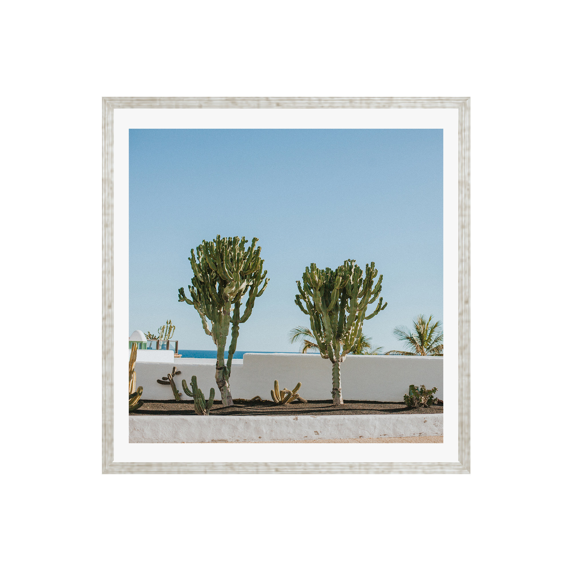 Hello Twiggs Three Cactus by Claudia Casal, No, 36" H x 36" W x 2" D, Silver Floater Framed