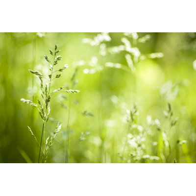 Leajah Grass Flowering in Meadow 1 Piece Wrapped Canvas Wall Art