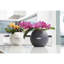 Pot Planter-348833669-275699180