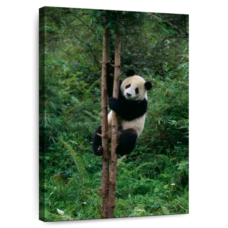 Brampt Climbing Panda, 30" H x 20" W