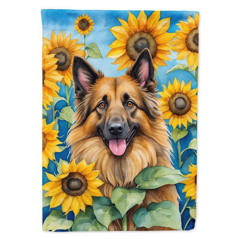 Drapeau de la maison du tournesol Malamute d'Alaska, Berger de Tervueren