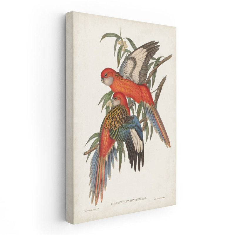«Tropical Parrots I», reproduction d'art sur toile, H 60 po x l 40 po