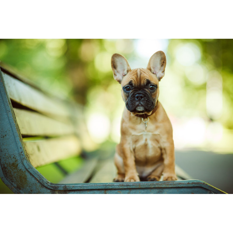 Bouledogue français par Druvo, H 12 po x l 18 po