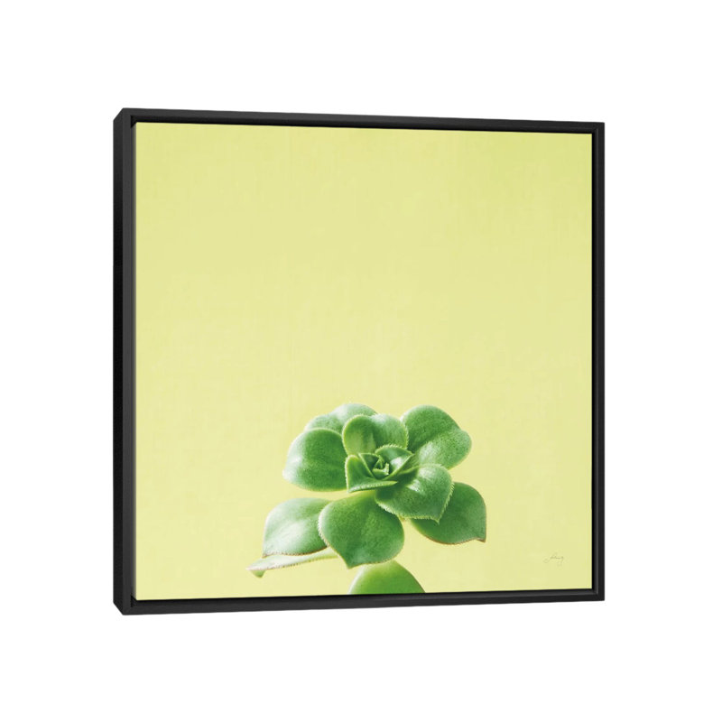 «Succulent Simplicity VII», impression sur toile, H 18 po x l 18 po x P 1,5 po, Toile encadrée noire, Pas de tapis