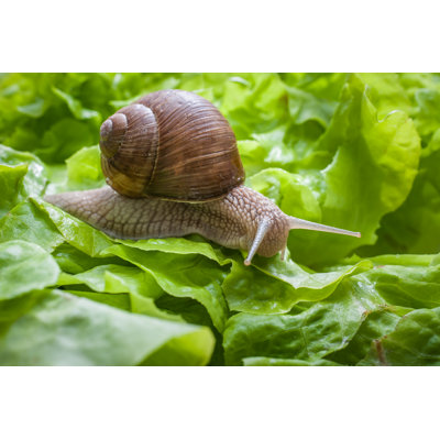 Helix Pomatia, Burgundy Snail - Wrapped Canvas Photograph