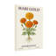 Plantes et fleurs, souci, motif botanique-794810833-794810832-794810846