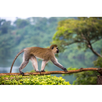 Vervet Monkey by Emretopdemir - Wrapped Canvas Print