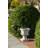 Sonje Jonze Urn Planter