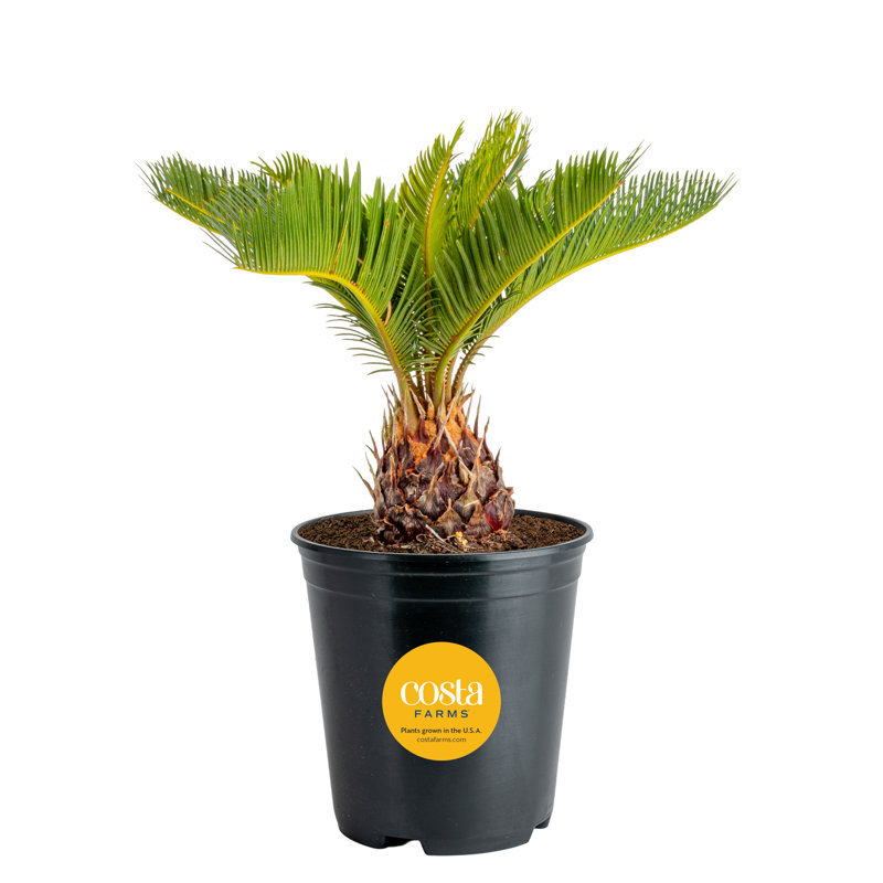 Sago Palm Tree in Nursery Pot