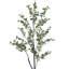 53 plantes