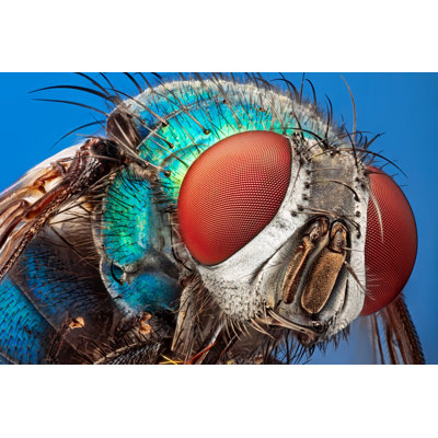Fly Under Microscope - Wrapped Canvas Print