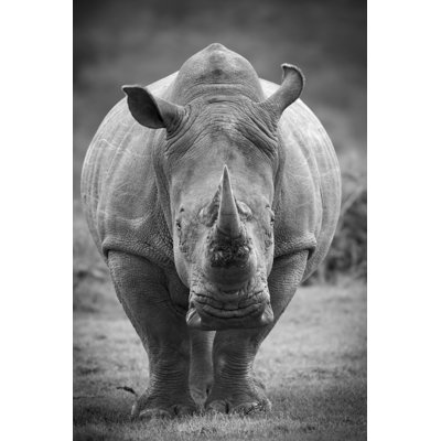 Lashannon Rhinoceros - Wrapped Canvas Print