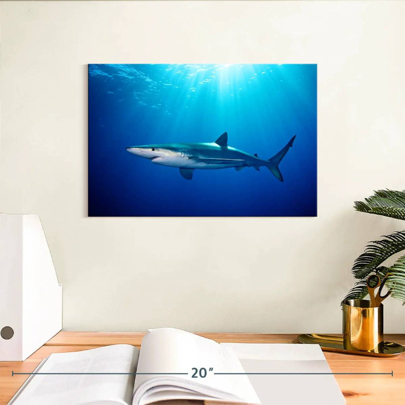 Brampt Blue Shark In Gordon's Bay, 8" H x 12" W