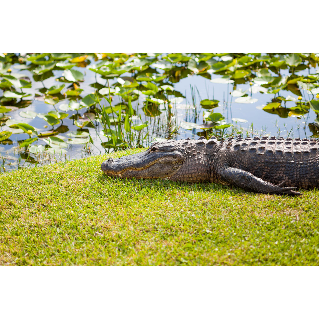 Amerikanischer Alligator von THEPALMER - Kunstdrucke auf Leinwand ohne Rahmen