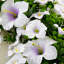 Couronne 22 po Morningglory-322782475
