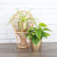 Live Air Purifying Houseplant Set in Classic Pots-70535095