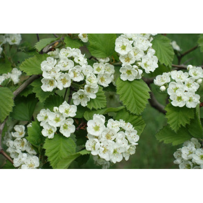Hawthorn In Mid Spring by Apugach - Wrapped Canvas Print