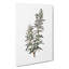 Rosemary Illustration - Wrapped Canvas-55323407