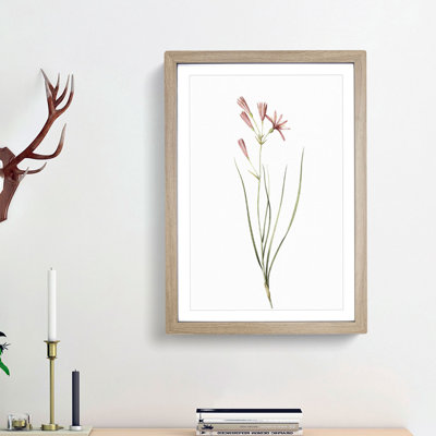Amaryllis Flowers by Pierre-Joseph Redoute - Single Picture Frame Painting