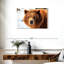Regard d'ours grizzly-107703634