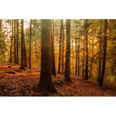 Black Forest - Wrapped Canvas Print