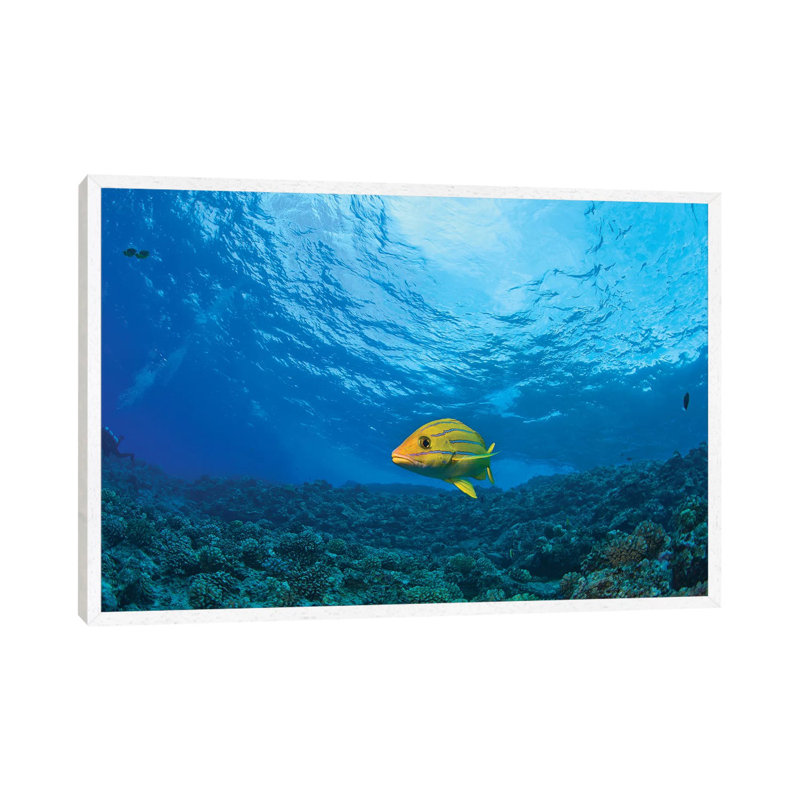 Blue striped Grunt (Haemulon sciurus), Molokini Crater, South Maui, Hawaii, USA 1 Piece Wall Art on Canvas, White Framed