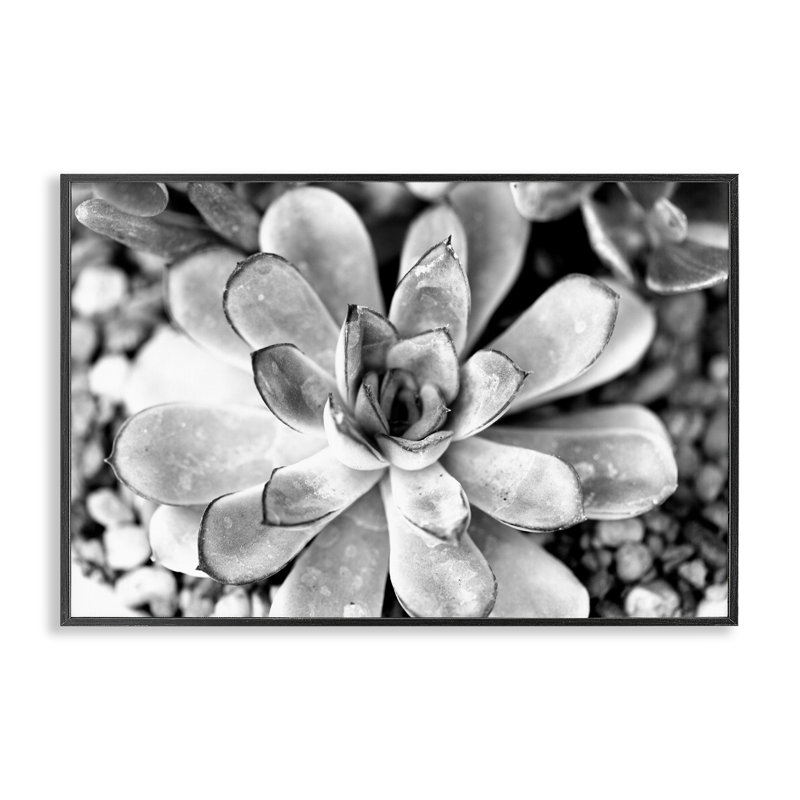 Feuilles de plantes grasses monochromes, estampe numérique par Susan Bryant, Giclée encadrée noir minuit, H 12 po x l 18 po