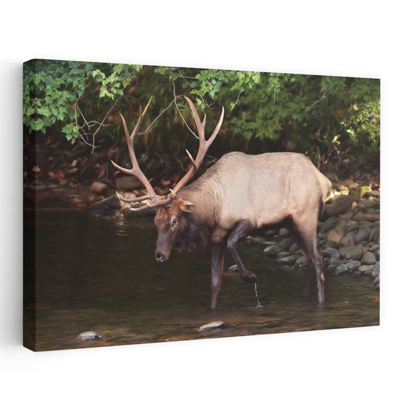Cherokee Elk II - photographie contemporaine, élan Cherokee, H 16 po x l 24 po