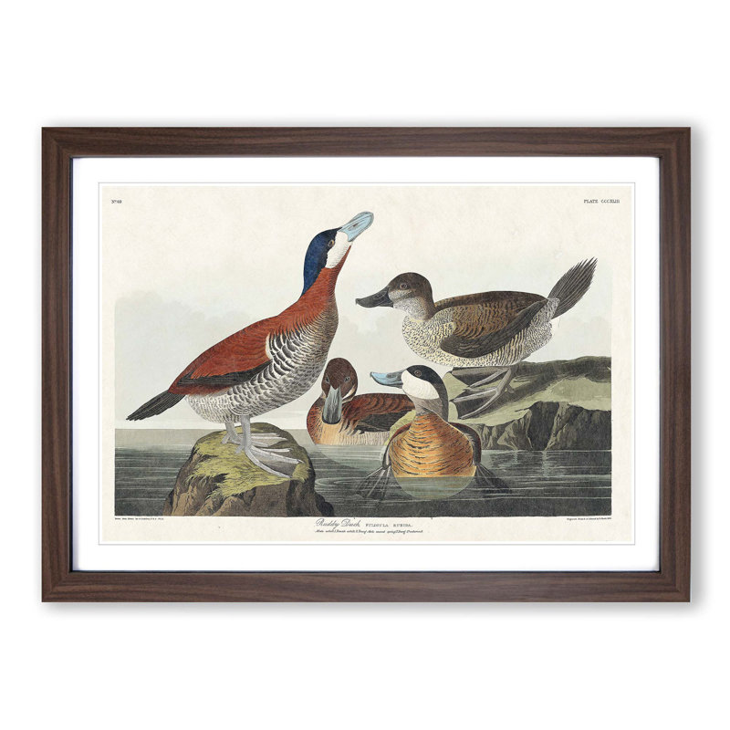Ruddy Duck by John James Audubon - Framed Print, Walnut, 40cm H x 60cm W x 2cm D