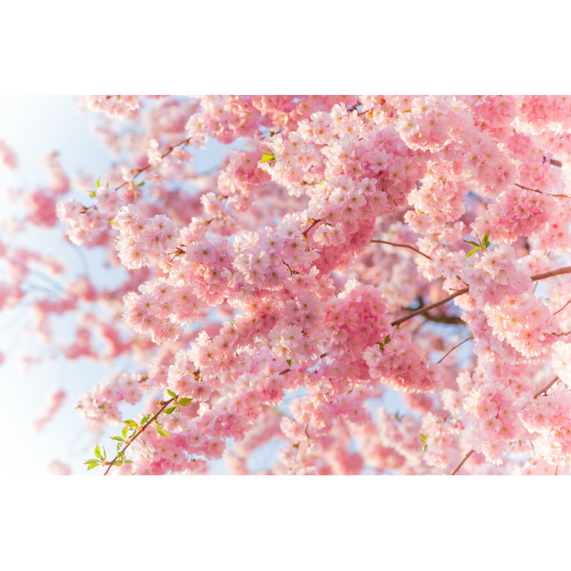 «Ciela Spring With Pink Blossom» par Kesu01 - photographie sur toile tendue, H 24 po x l 36 po x P 1,25 po