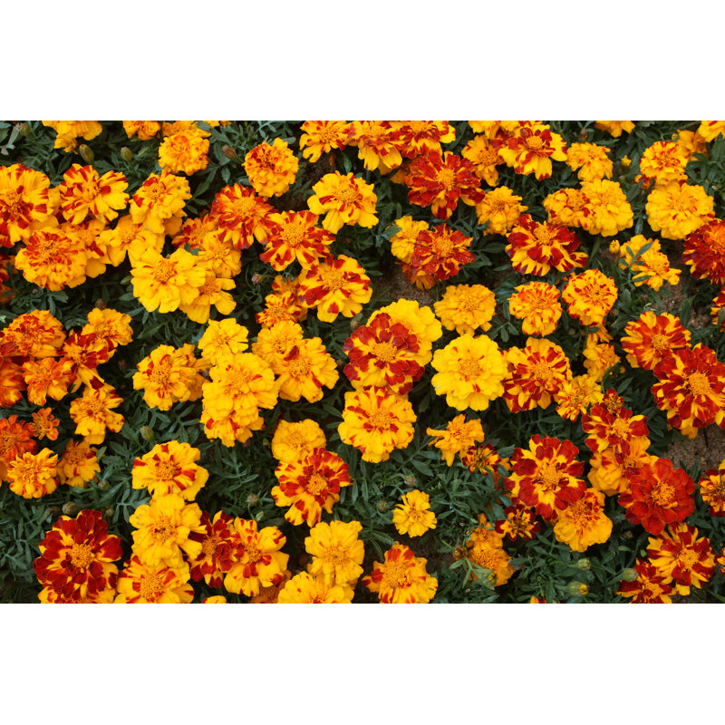 Marigold by Tc397 - Wrapped Canvas Print, 30cm H x 46cm W