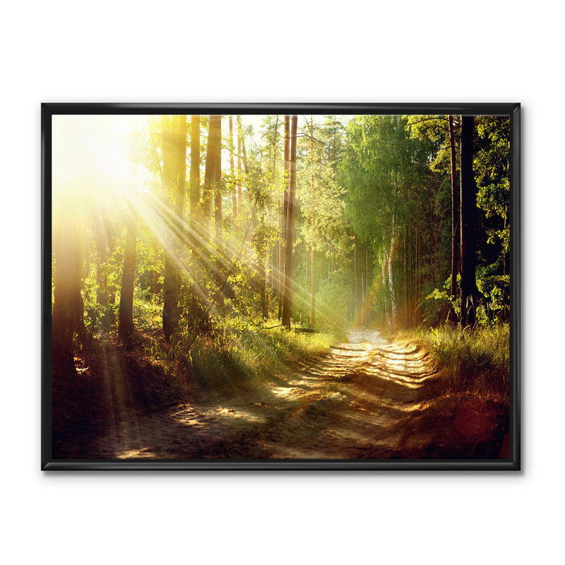 " Sun Rays In Misty Old Forest ", Black Framed Canvas, 36" H x 46" W x 1.5" D