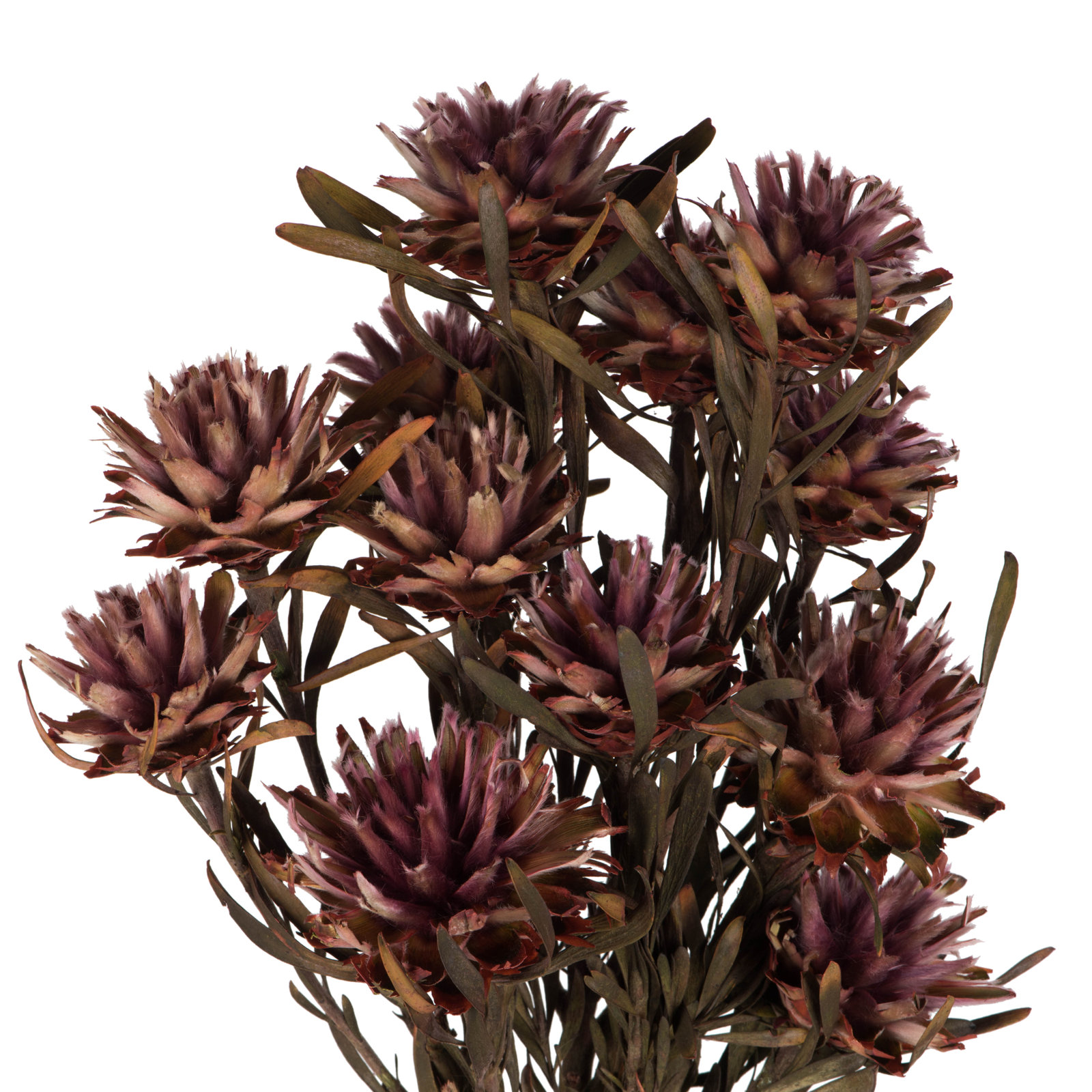 Preserved Plumosum Stems, Purple